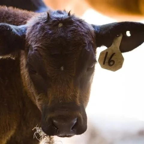 thumbnail for publication: Utilization of Cull Vegetables as Feedstuffs for Cattle